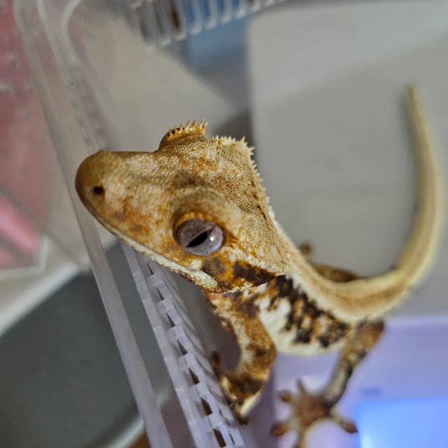 릴리화이트 트라이