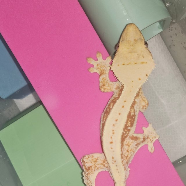 릴리화이트 레드