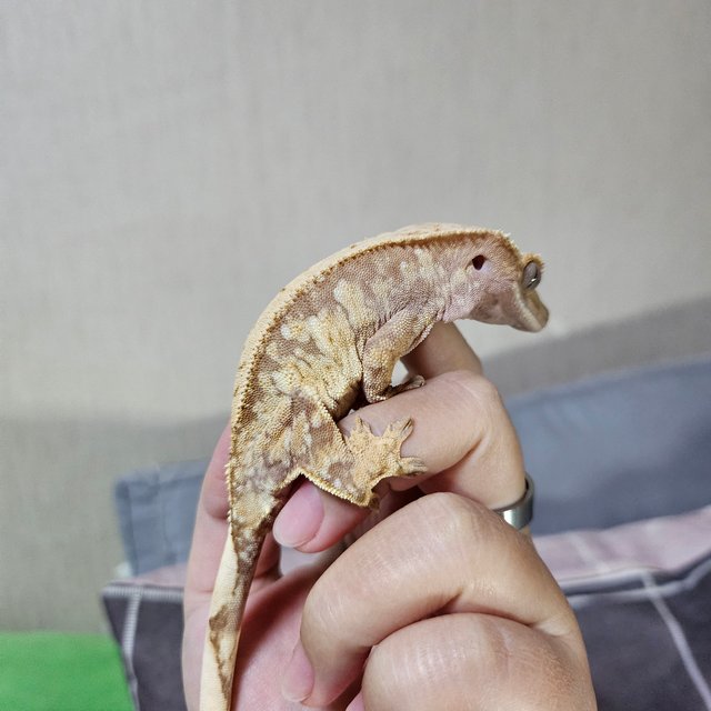 노멀 화이트스팟 레드 트라이