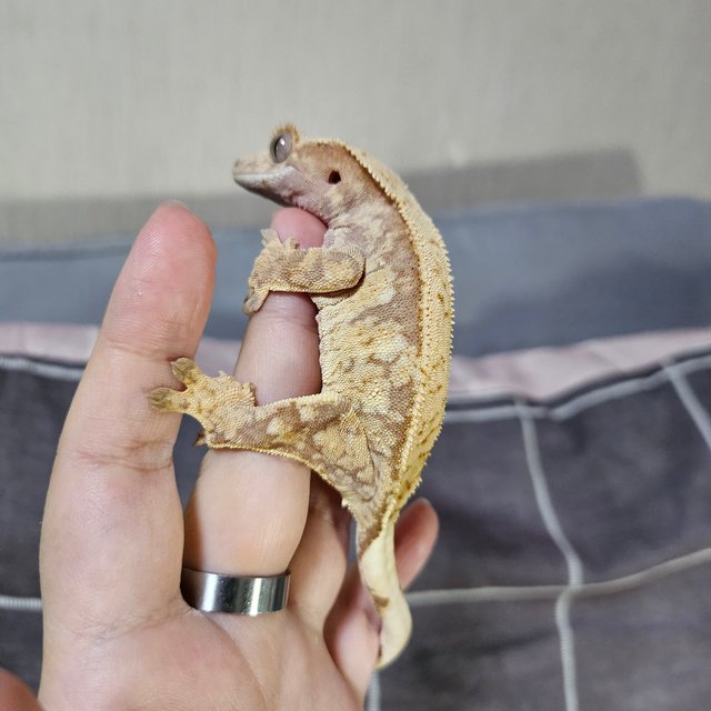 노멀 화이트스팟 레드 트라이