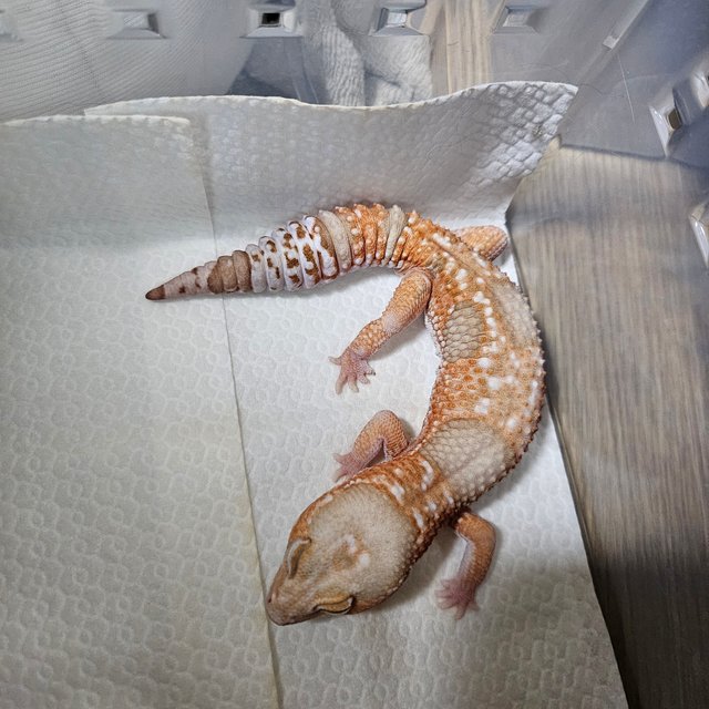 화이트아웃 아멜라니스틱