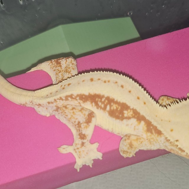 릴리화이트 레드