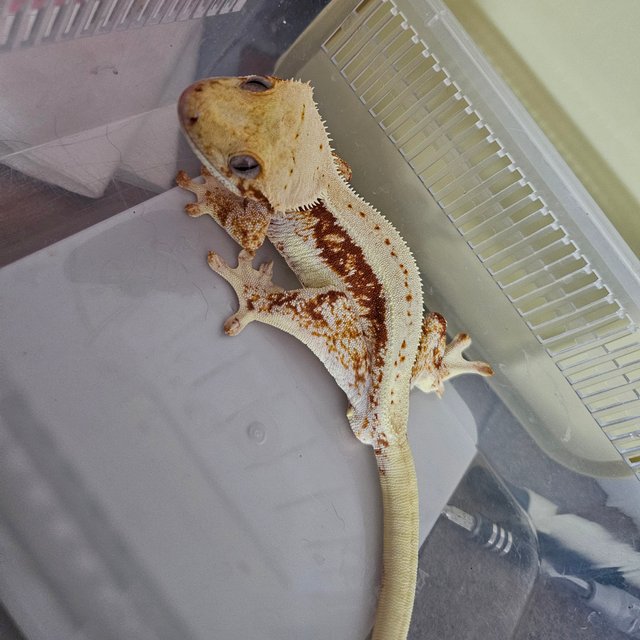 릴리화이트 레드