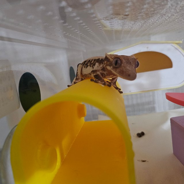 릴리화이트 트라이