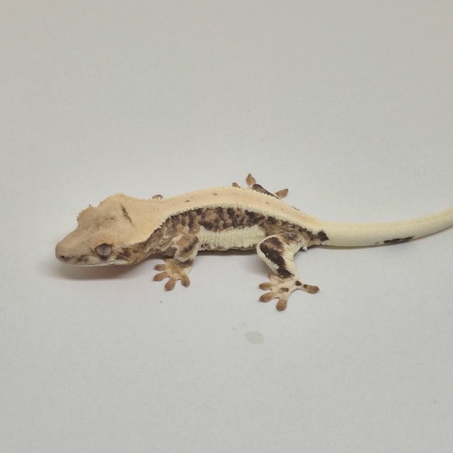 릴리100%헷아잔틱