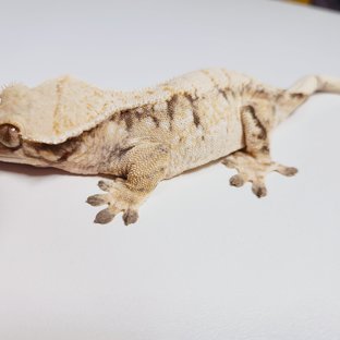 트라이 익스트림할리퀸 드리피 화이트스팟