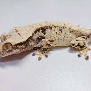 트라이 드리피 화이트스팟