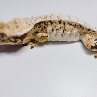 트라이 익스트림할리퀸 드리피 화이트스팟