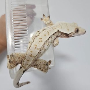 드리피 화이트스팟 트라이