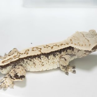 트라이 화이트스팟