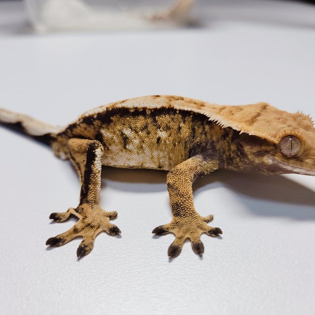 트라이 익스트림할리퀸 드리피 화이트스팟