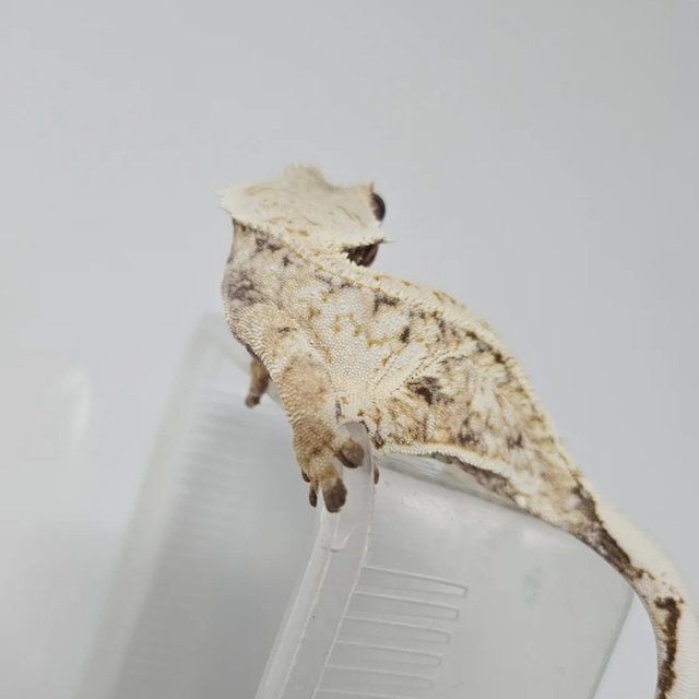 드리피 화이트스팟 트라이