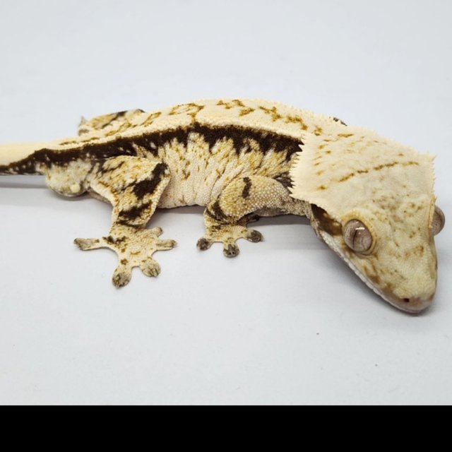 트라이 화이트스팟