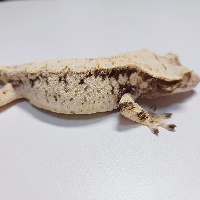 트라이 드리피 화이트스팟