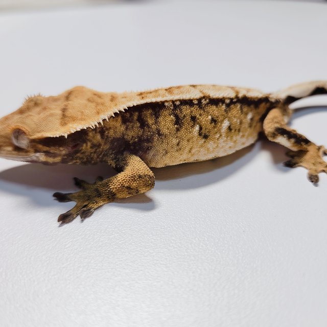 트라이 익스트림할리퀸 드리피 화이트스팟