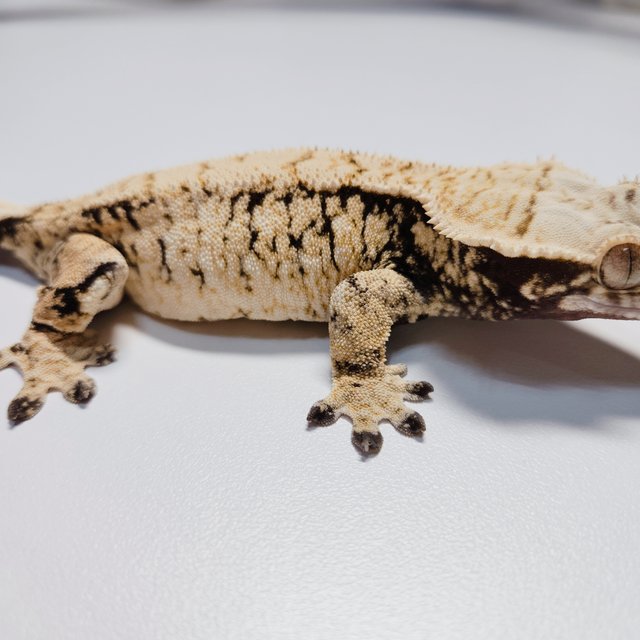 트라이 익스트림할리퀸 드리피 화이트스팟