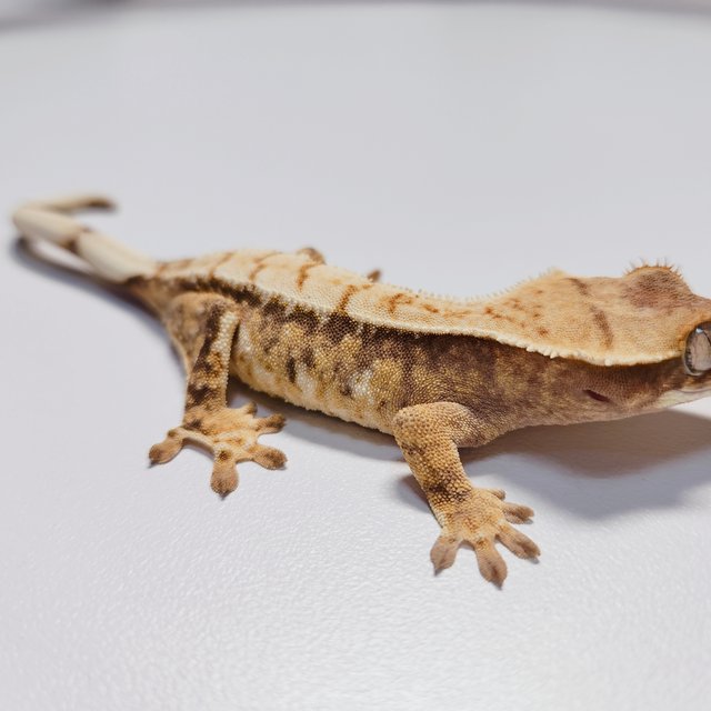 트라이 익스트림할리퀸 드리피 화이트스팟