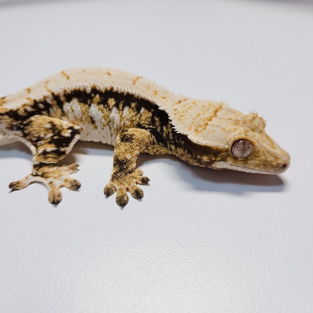 트라이 화이트스팟 드리피 익스트림할리퀸