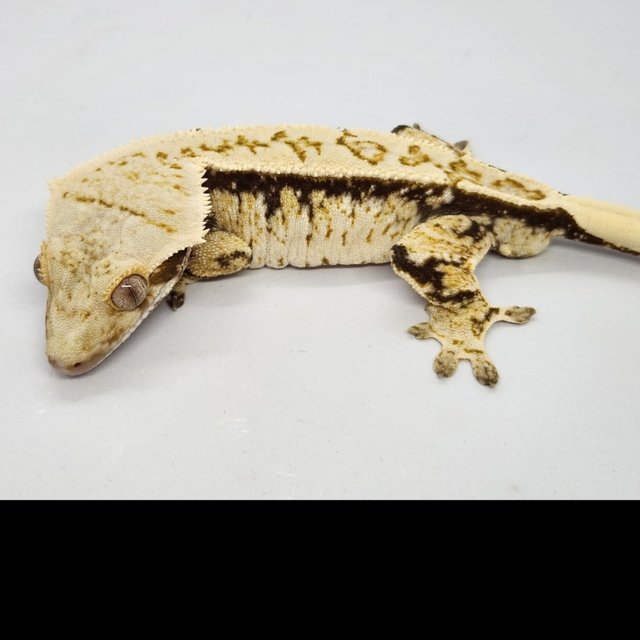 트라이 화이트스팟