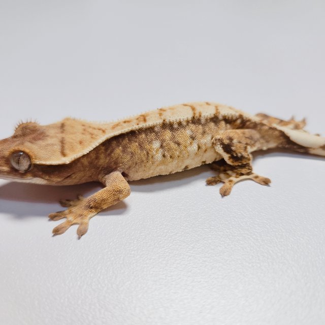 트라이 익스트림할리퀸 드리피 화이트스팟