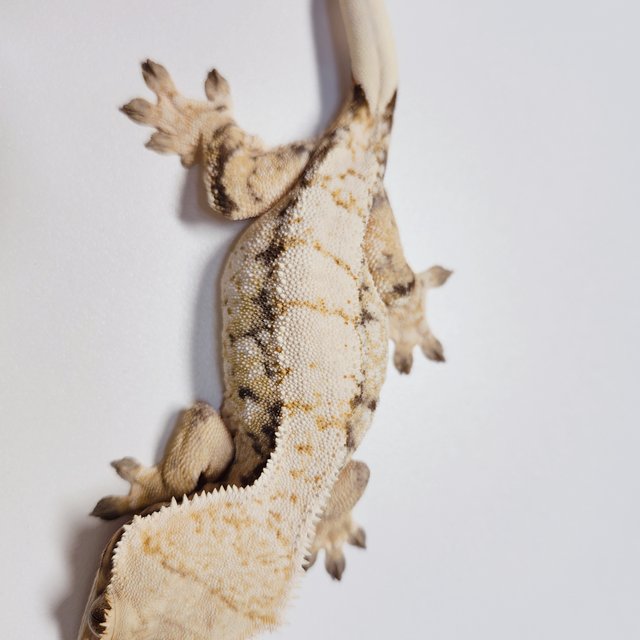 트라이 익스트림할리퀸 드리피 화이트스팟