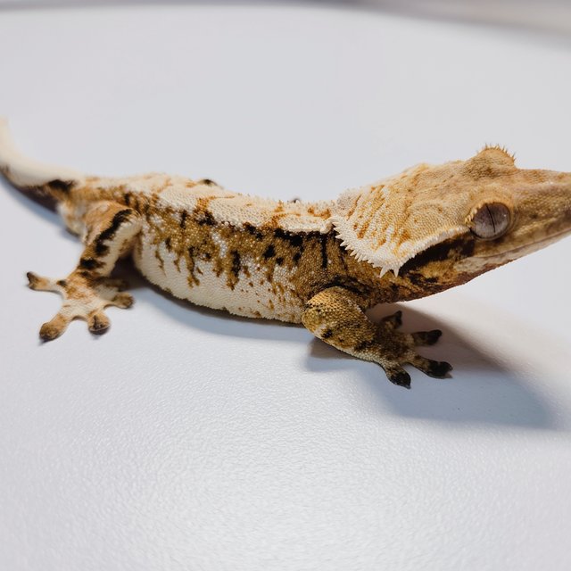 트라이 익스트림할리퀸 드리피 화이트스팟