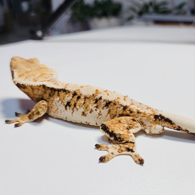 트라이 익스트림할리퀸 드리피 화이트스팟