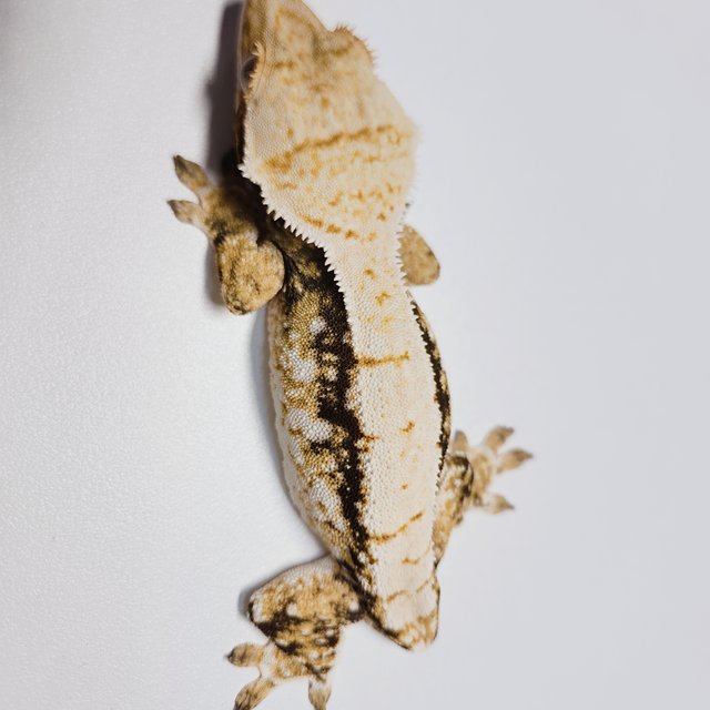 트라이 화이트스팟 드리피 익스트림할리퀸