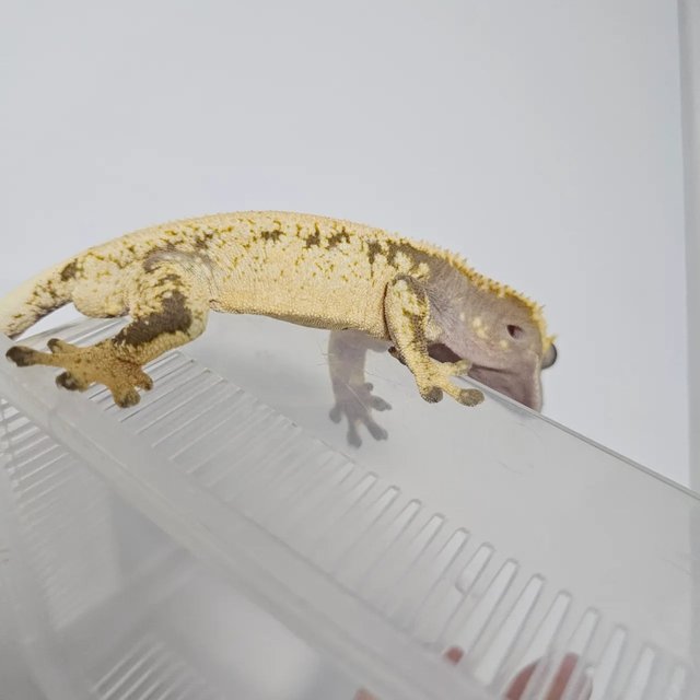 트라이 화이트스팟 드리피