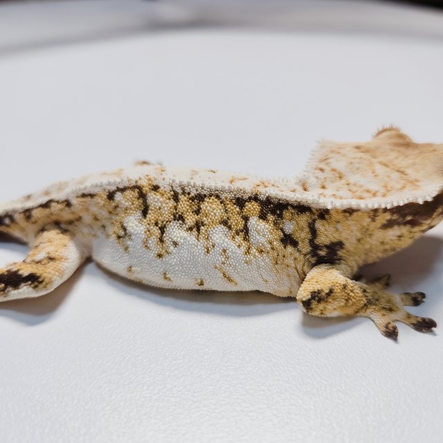 트라이 익스트림할리퀸 드리피 화이트스팟