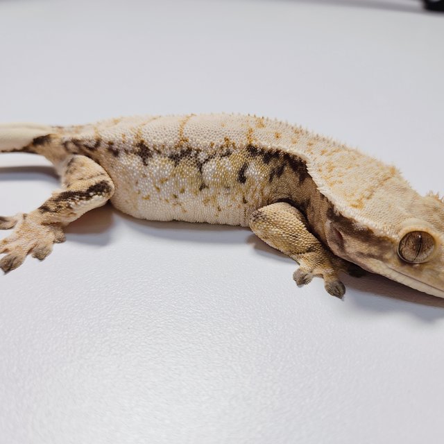 트라이 익스트림할리퀸 드리피 화이트스팟