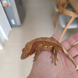 바이 레드