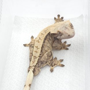 드리피 트라이 익스트림할리퀸