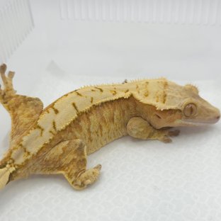 레드 트라이 익스트림할리퀸