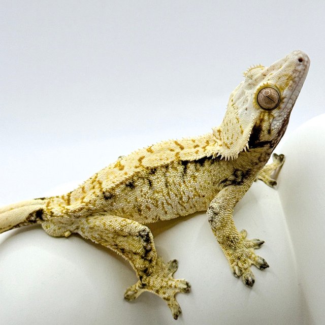 트라이 드리피 화이트스팟