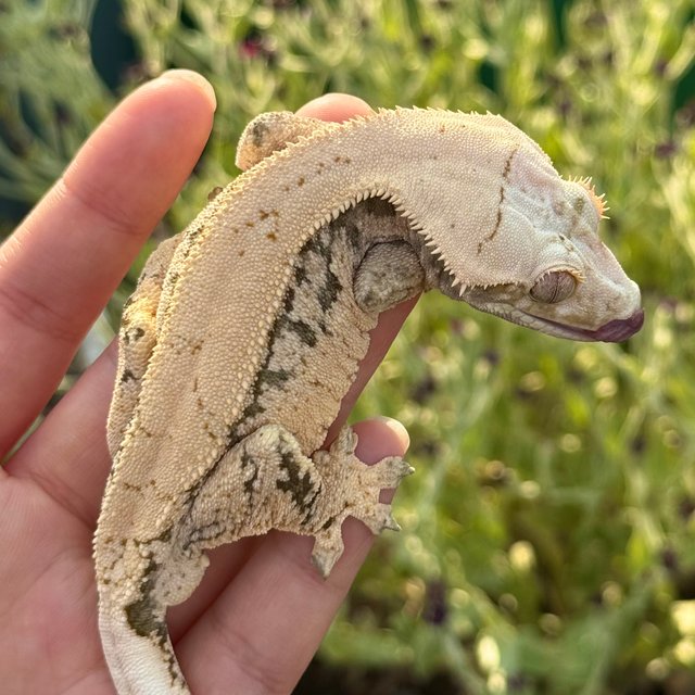 노멀 화이트스팟 익스트림할리퀸