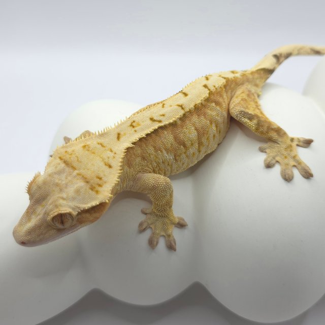 레드 트라이 익스트림할리퀸