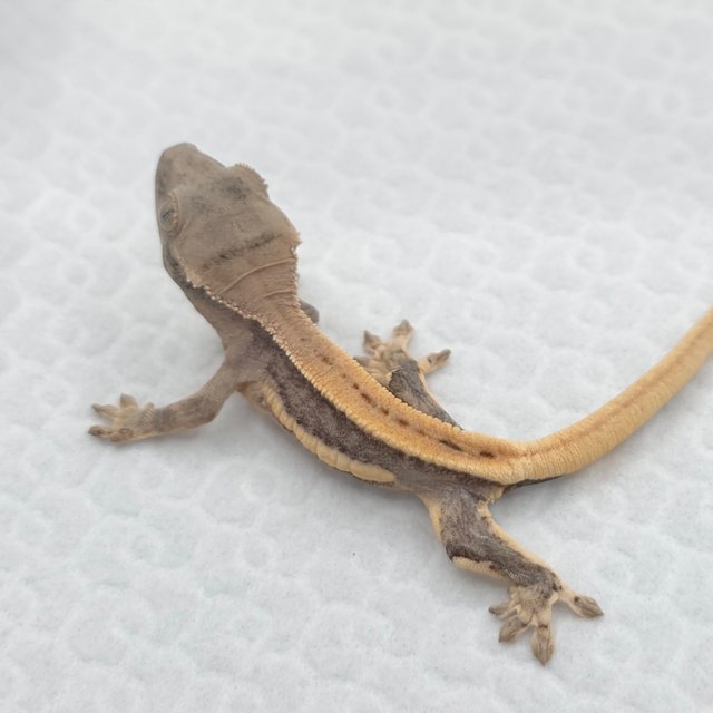 크림 릴리화이트