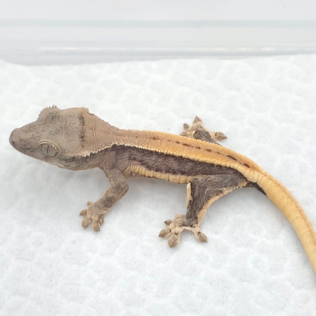 크림 릴리화이트