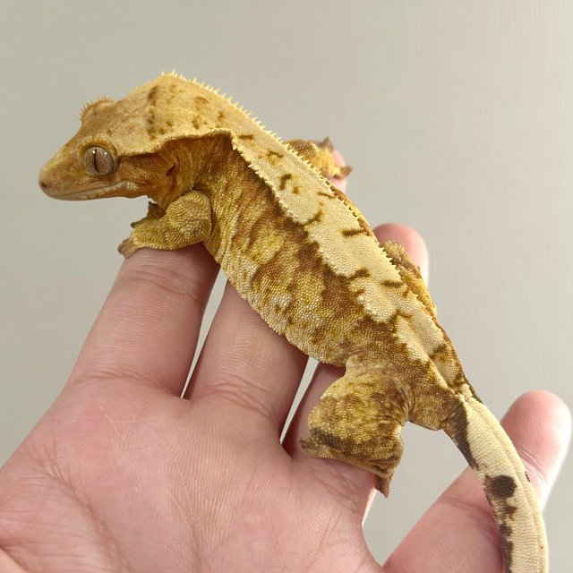 레드 트라이 익스트림할리퀸