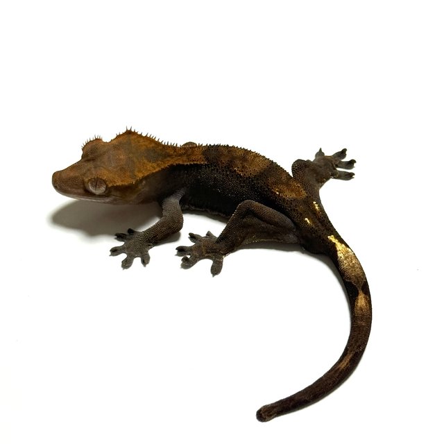 100%헷아잔틱 챠콜 카푸치노