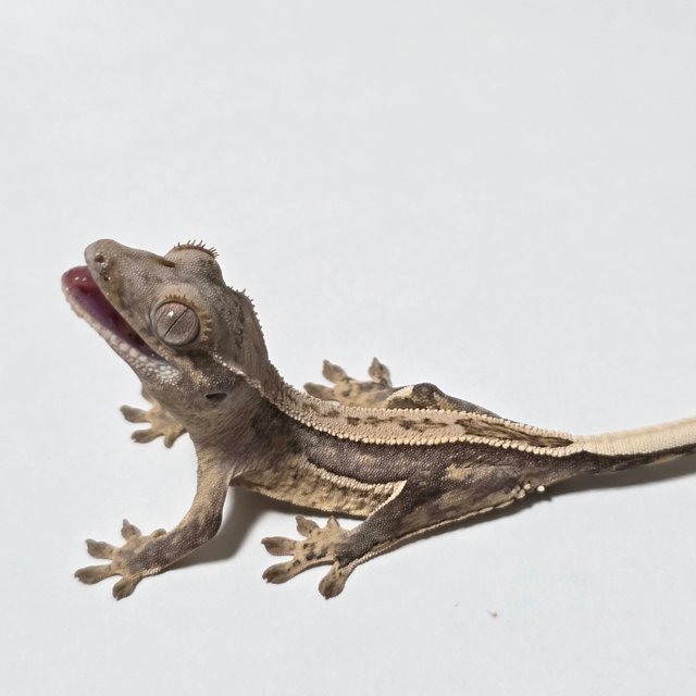 노멀 풀핀 쿼드