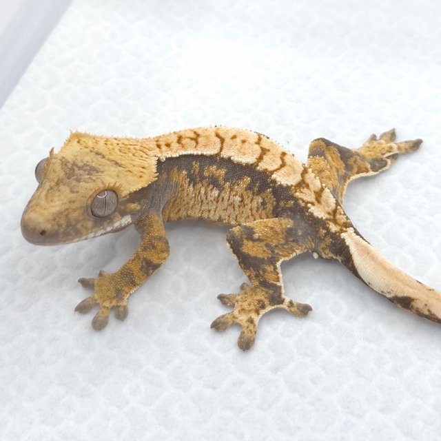 트라이 익스트림할리퀸