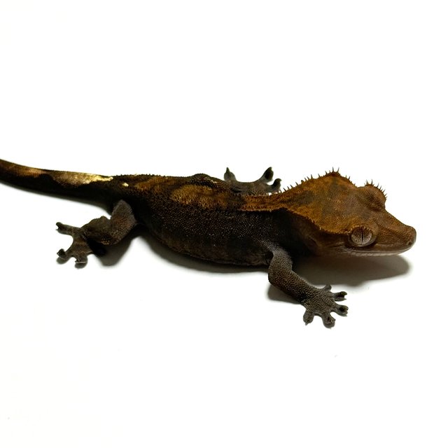 100%헷아잔틱 챠콜 카푸치노