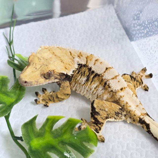 텐저린 트라이 익스트림할리퀸