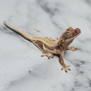 릴리화이트 화이트스팟 바브