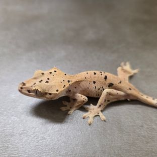 슈퍼달마시안