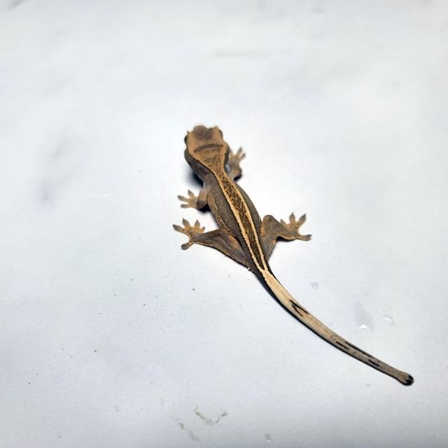 노멀 엠티백