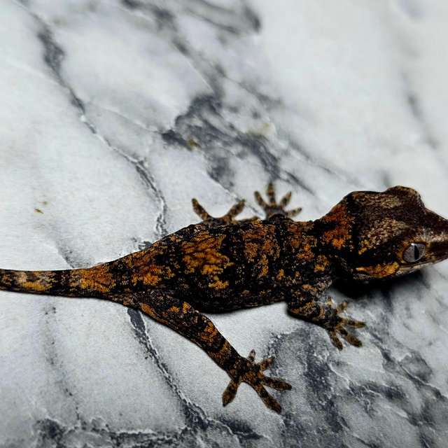 스켈레톤 블로치드