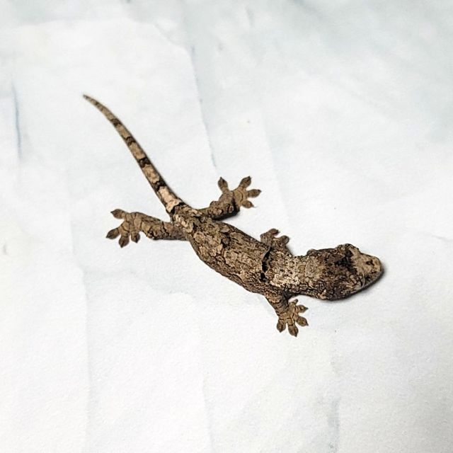 화이트카라